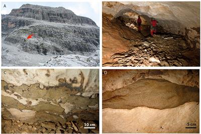 Hints on the Late Miocene Evolution of the Tonale-Adamello-Brenta Region (Alps, Italy) Based on Allochtonous Sediments From Raponzolo Cave